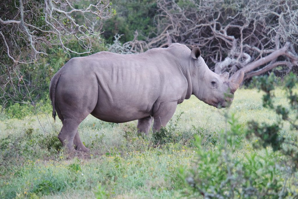 protect Rhino safari South Africa