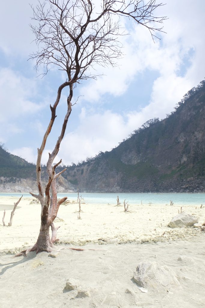 tree Kawah Putih Bandung Java