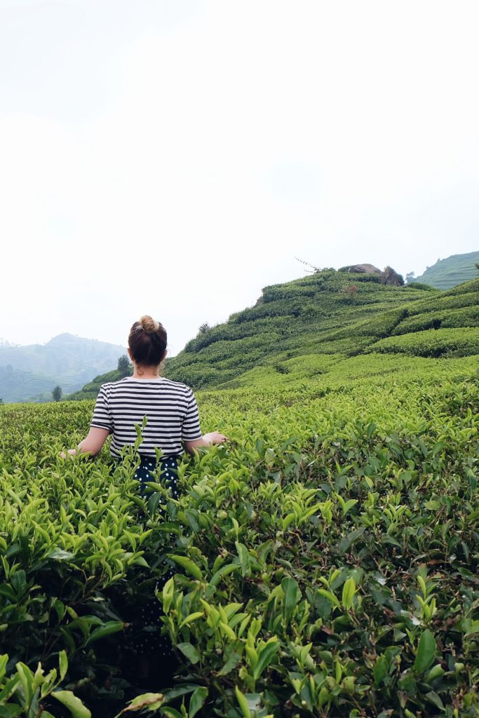 walking throuhg tea plantation Ciwidey Java