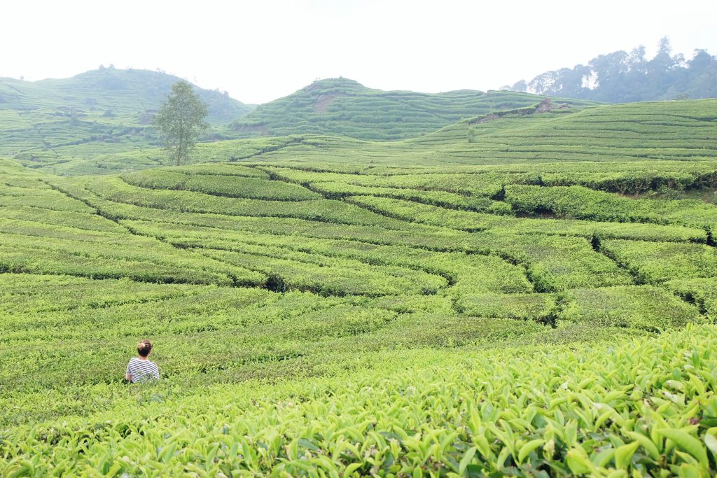 tea plantations Ciwidey Bandung Java Indonesia