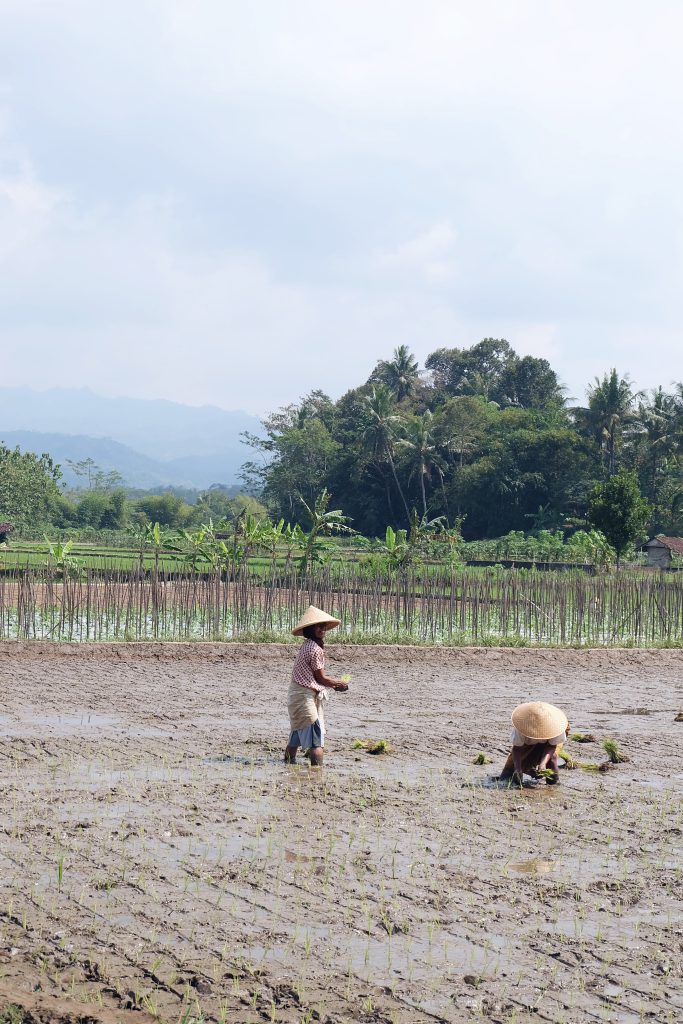 local women working ricefields Java