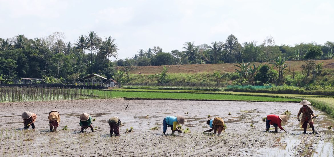 everyday life ricefield Java Indonesia