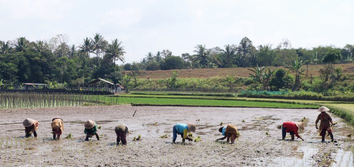 everyday life ricefield Java Indonesia