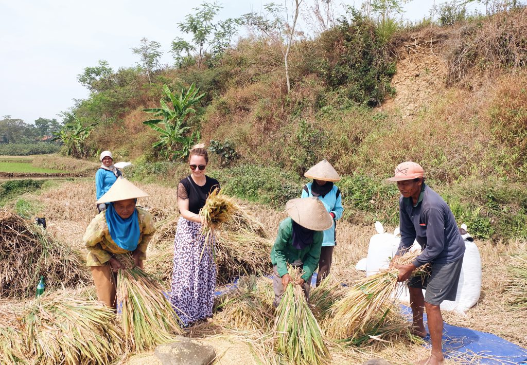 helping locals ricefield Surakarta Java Indonesia